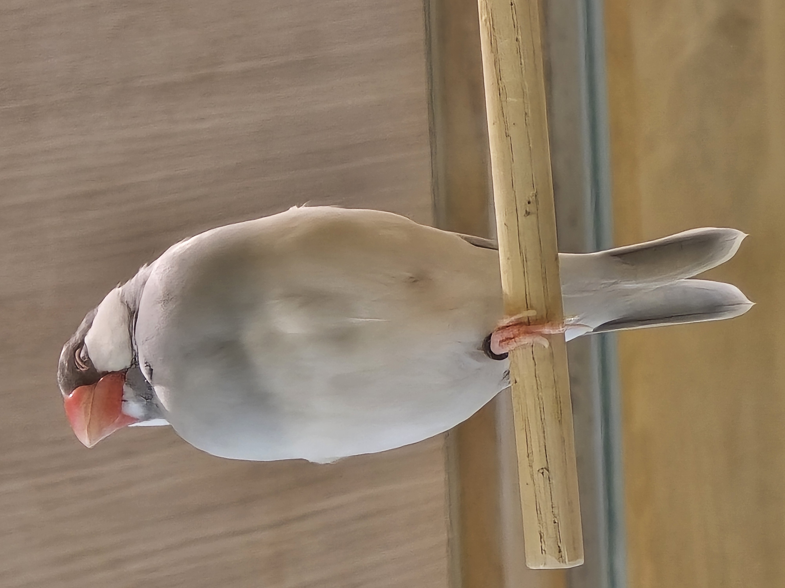 ことりすまいるの文鳥さん