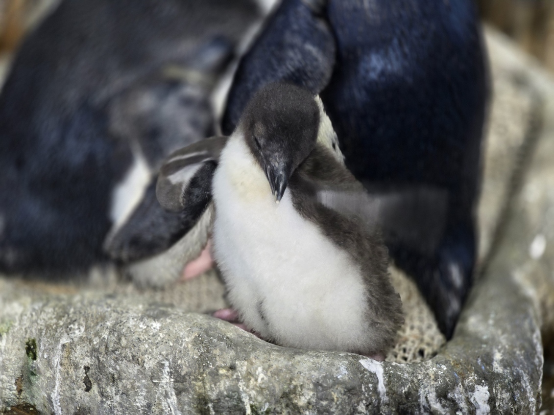 ミナミイワトビペンギンの雛