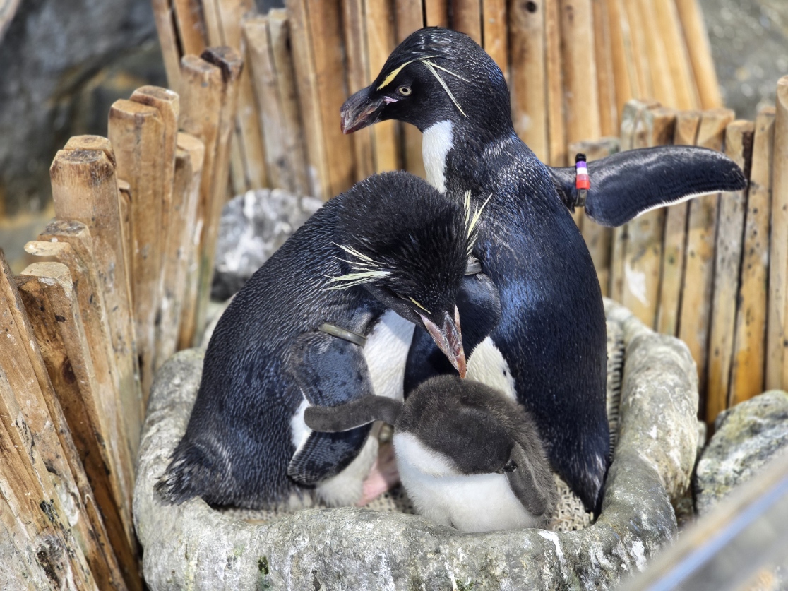 ミナミイワトビペンギンの家族