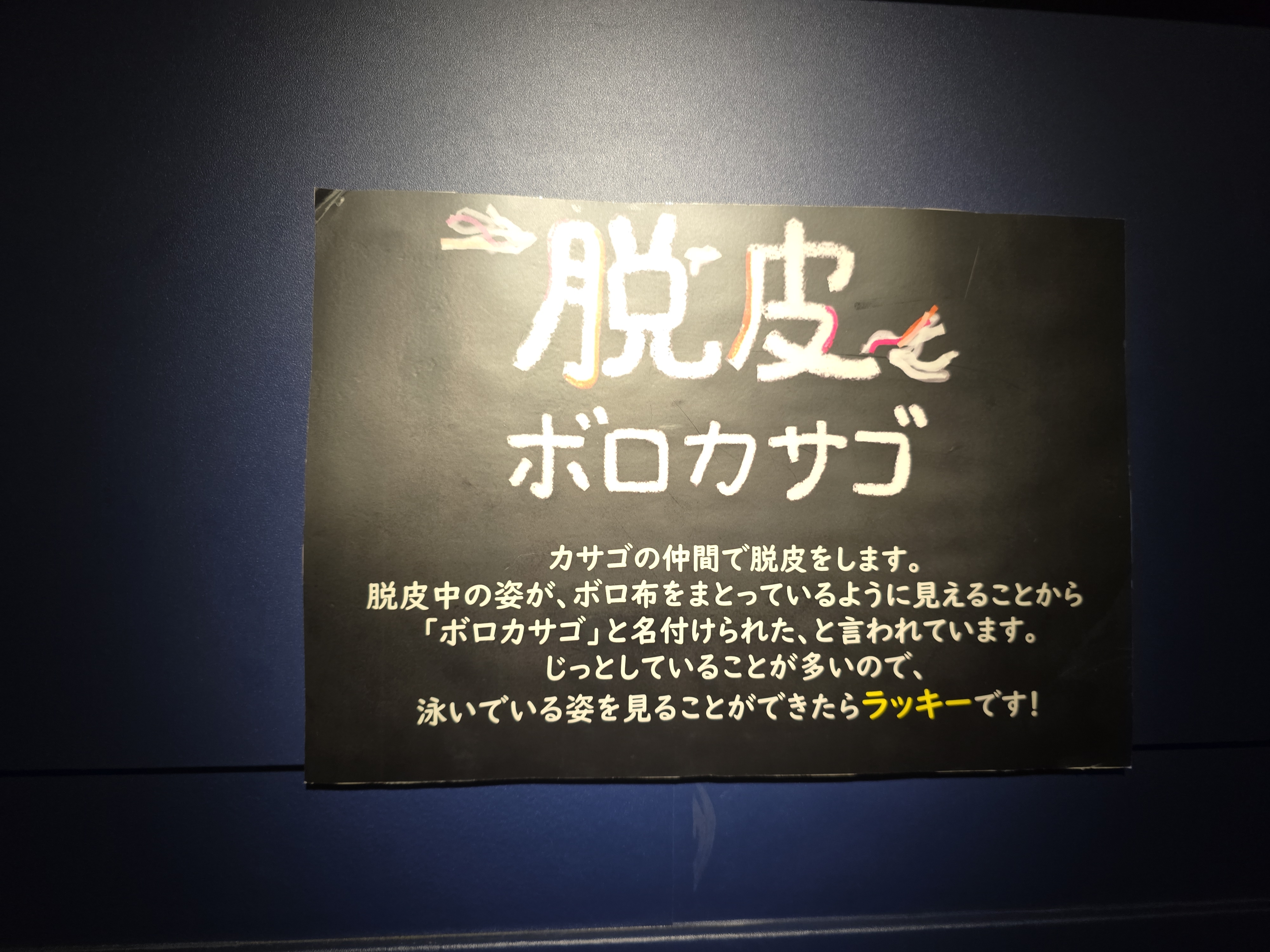 ボロカサゴの説明