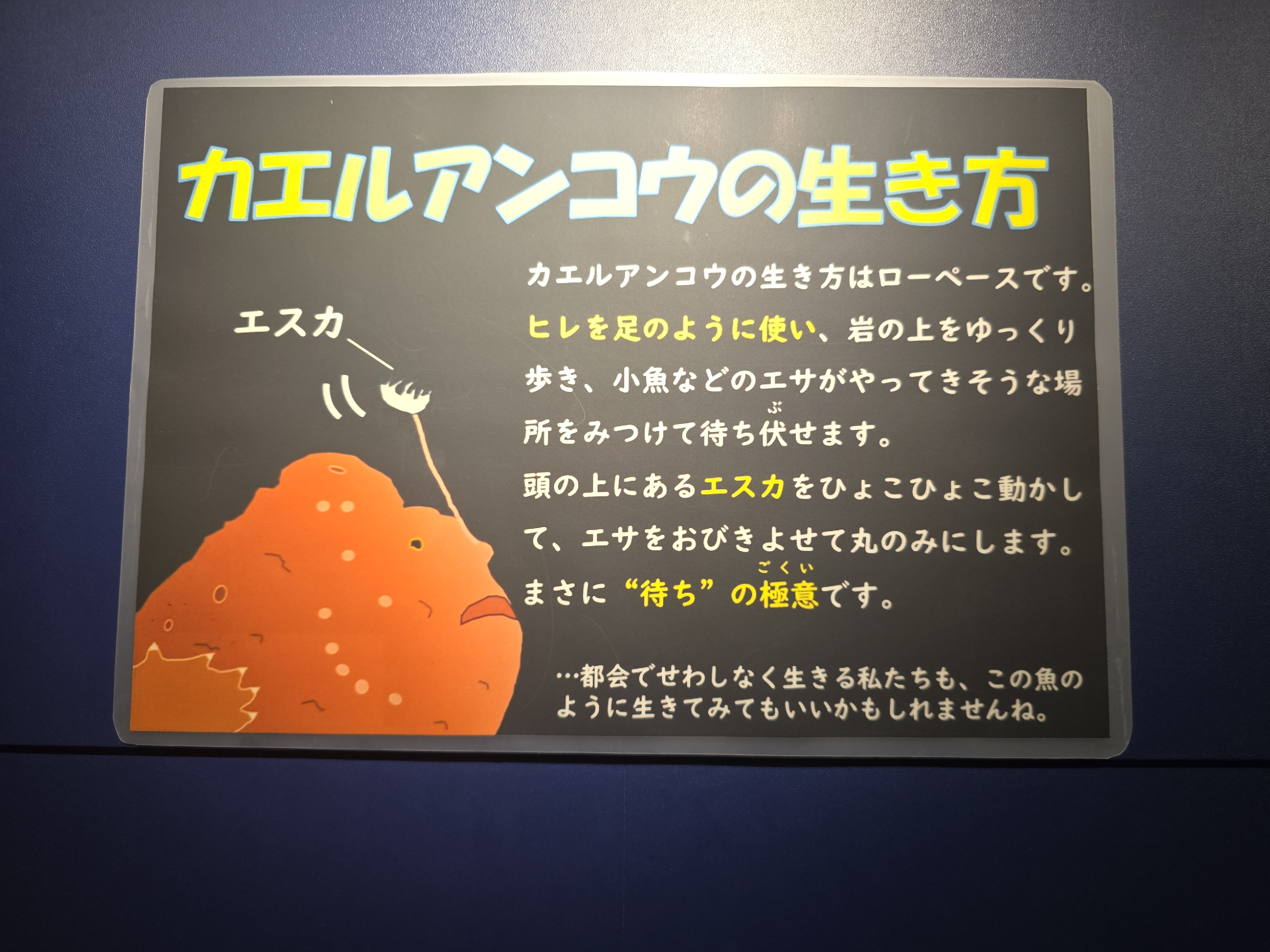 カエルアンコウ