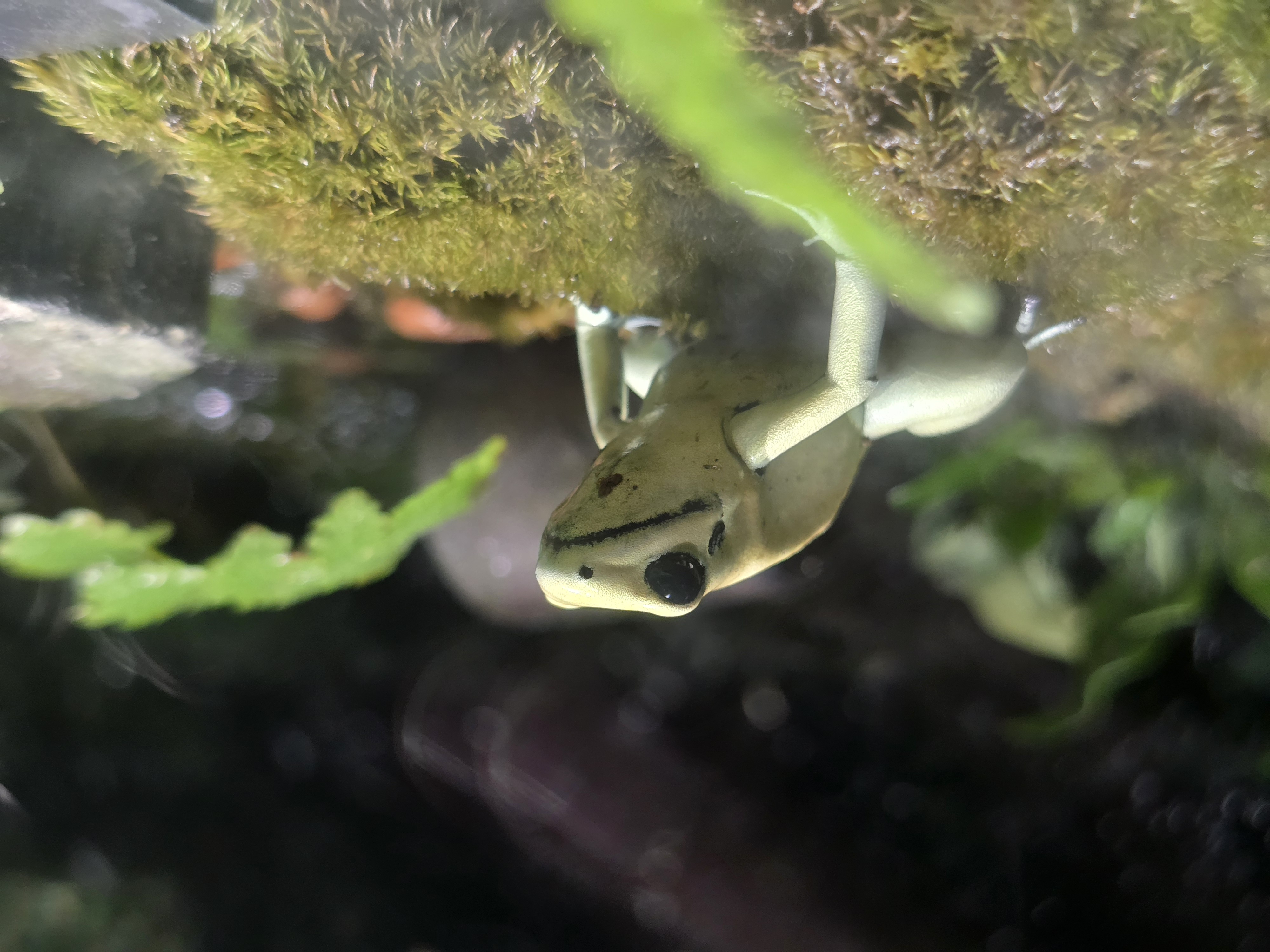 モウドクフキヤガエル