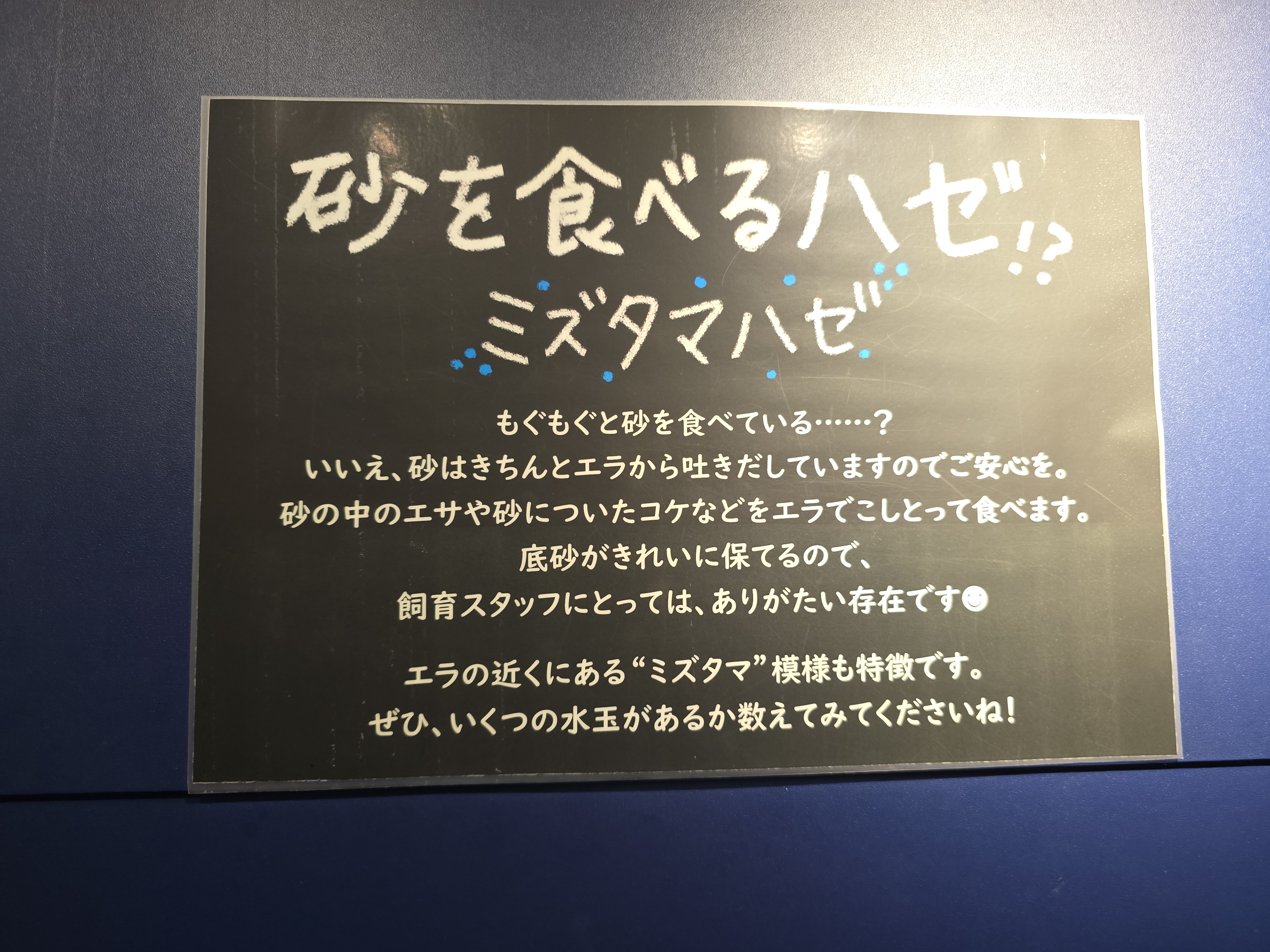 ミズタマハゼの説明