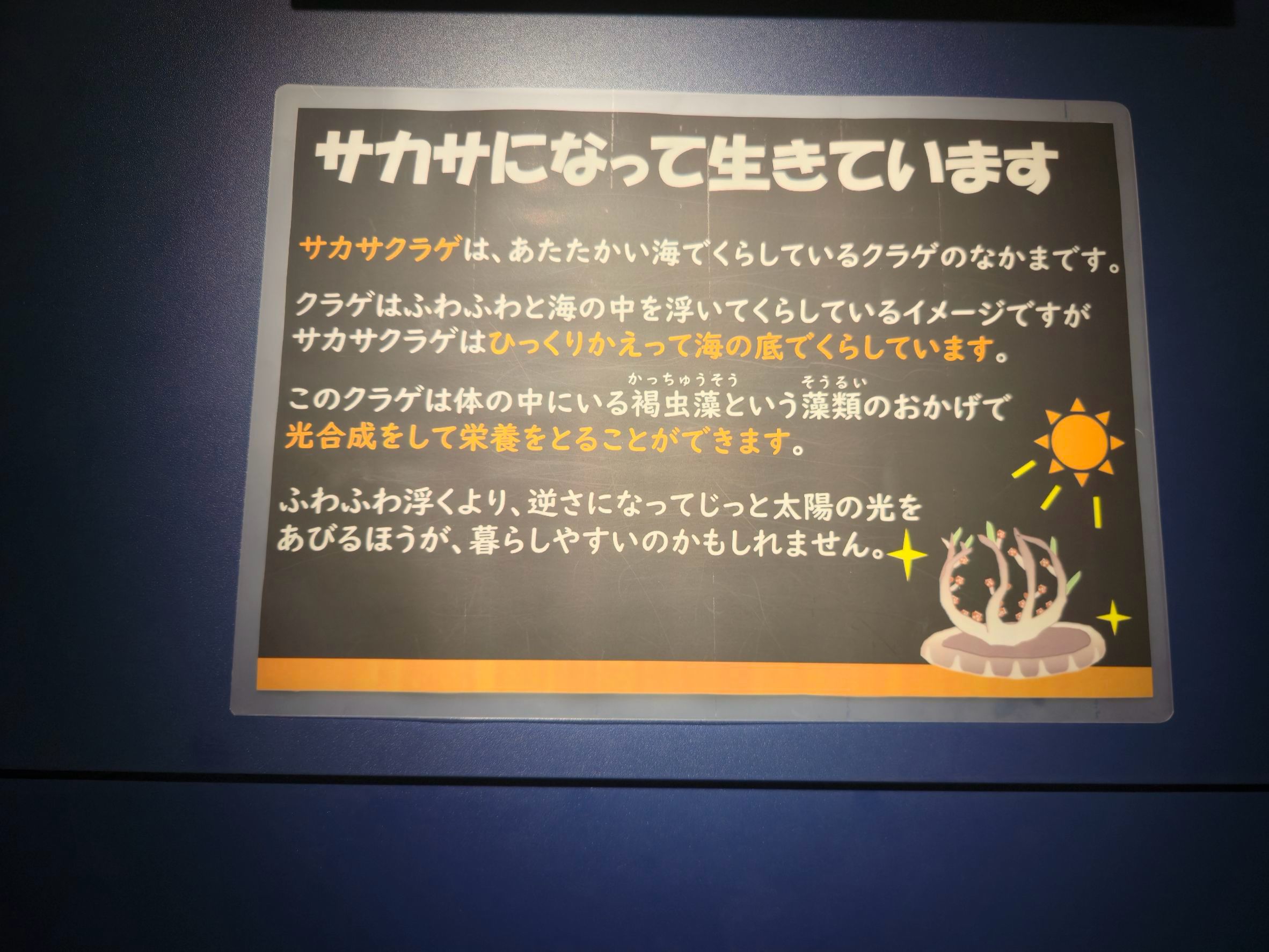 サカサクラゲの説明