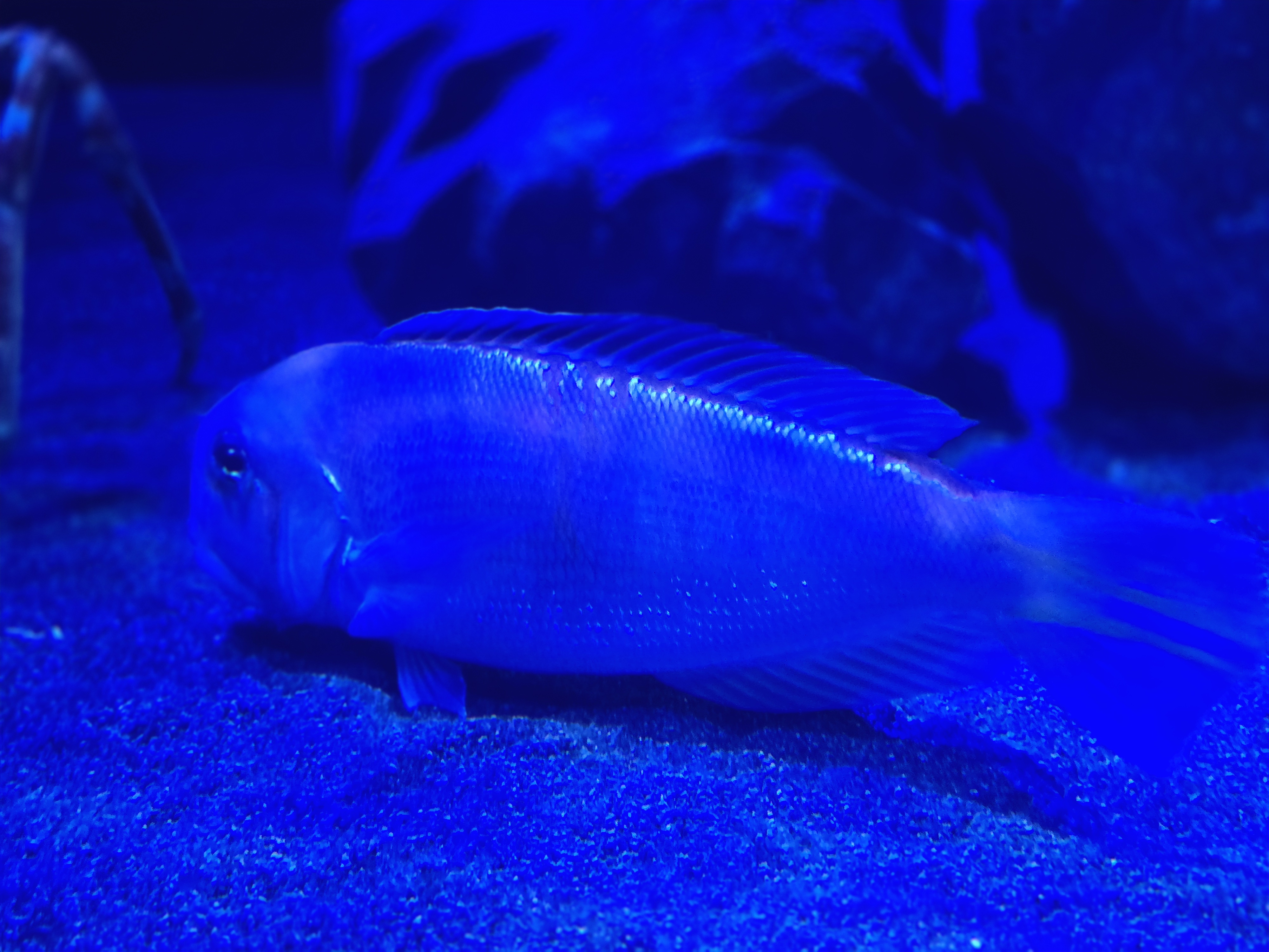 シロアマダイ