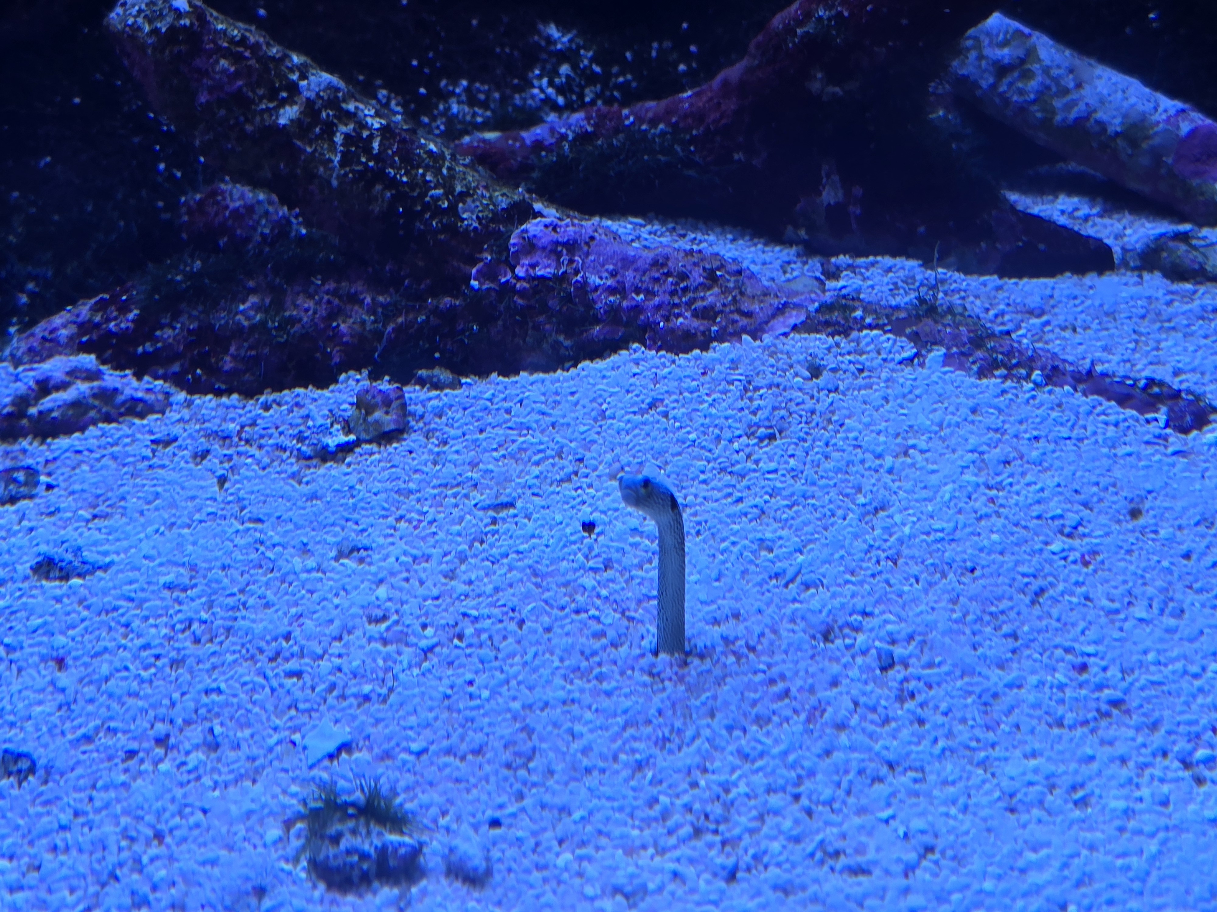 チンアナゴ