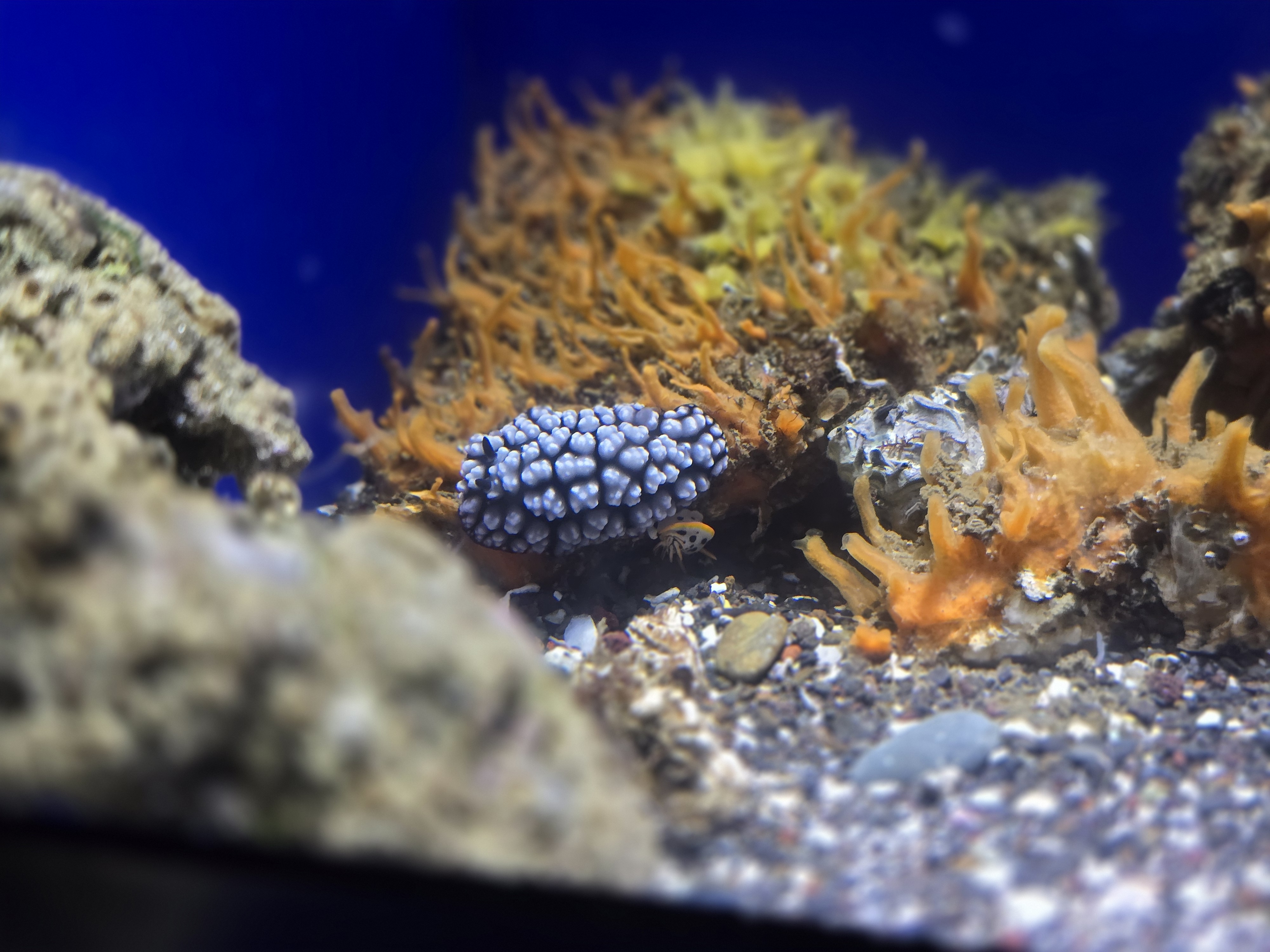 コイボウミウシ