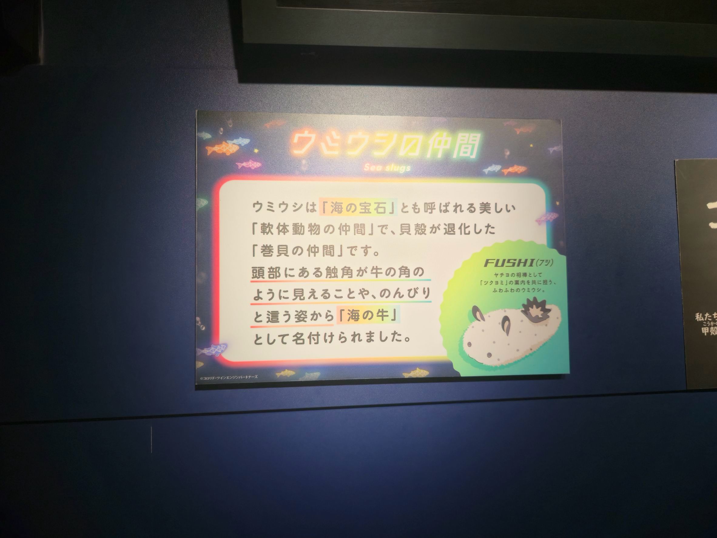 ウミウシのなかま