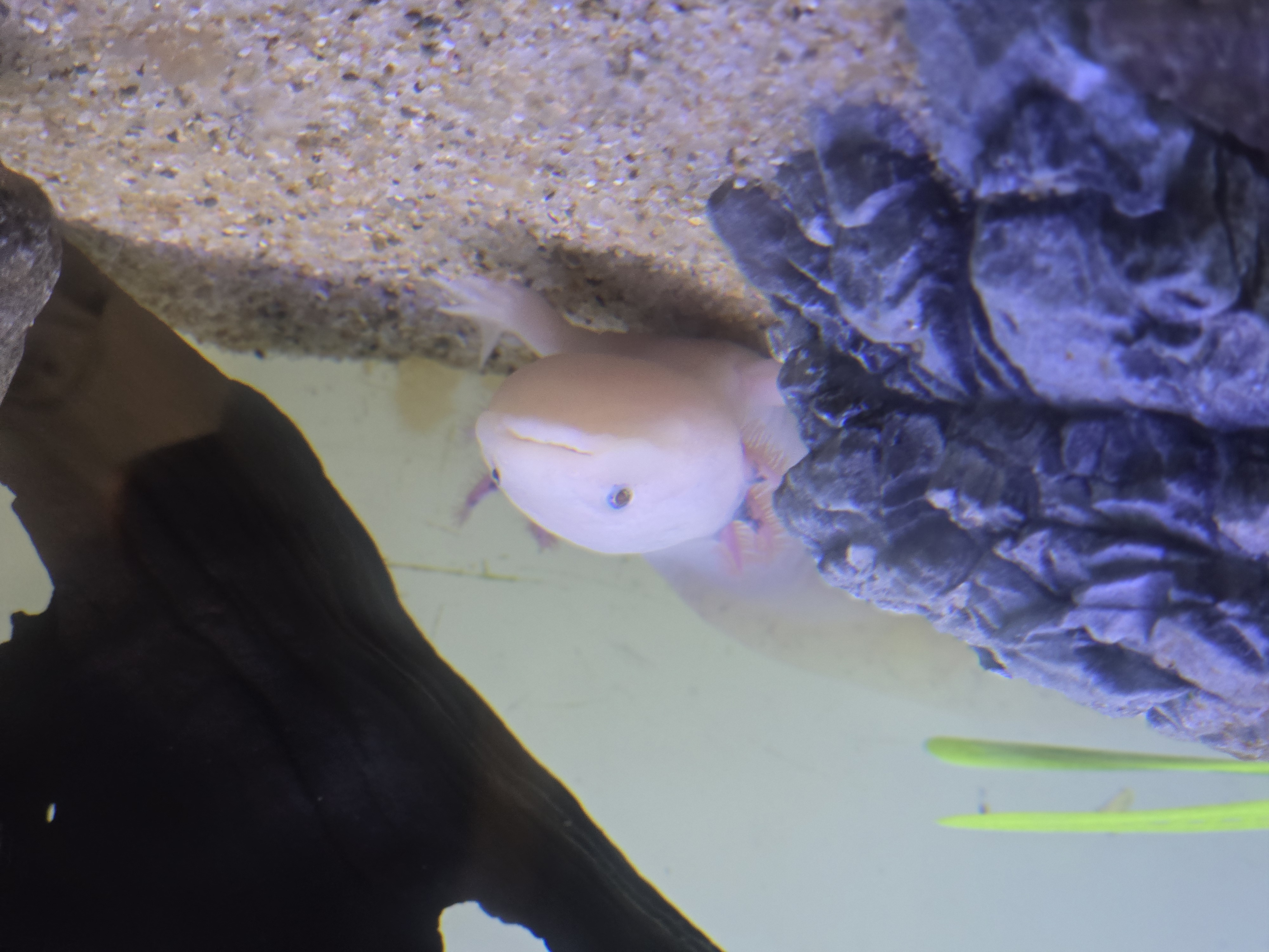 ウーパールーパー