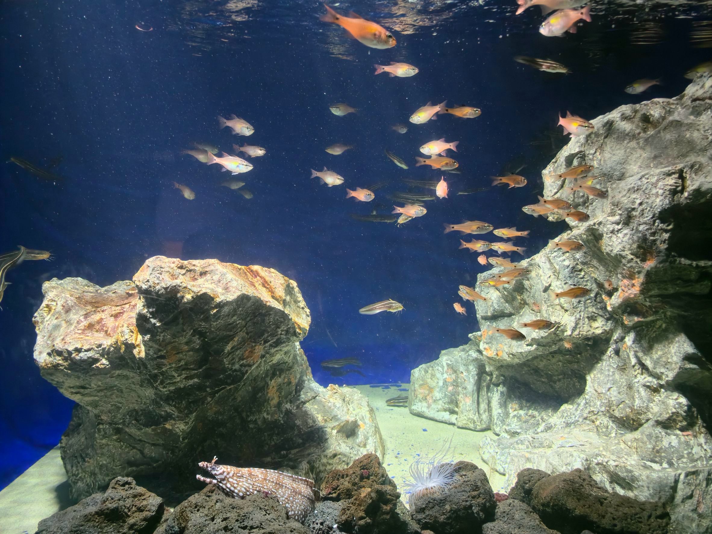 トラウツボをさがせ
